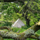 2-person tent in food forest